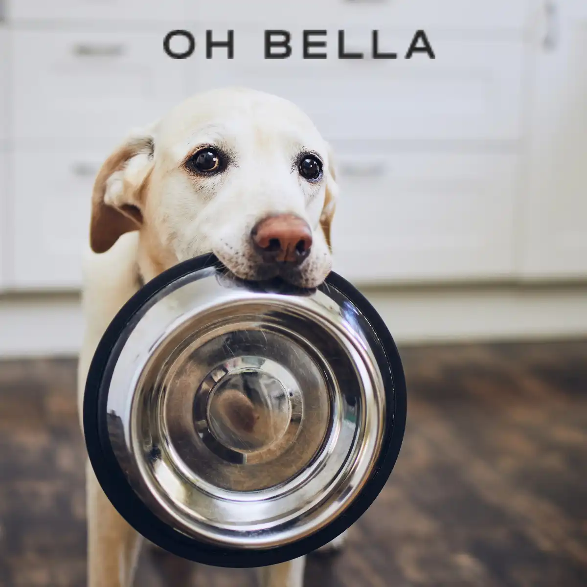 Google Ads Case Study Hundefutter